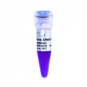 SafeShine™ DNA Stain