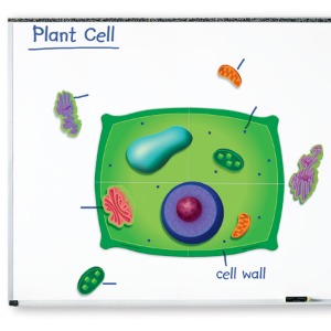 ED 식물 세포 자석 자료 세트
