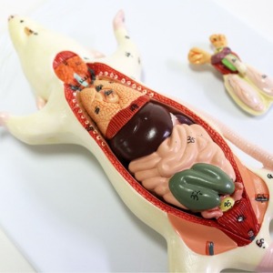 마우스 쥐 내부 장기 해부모형