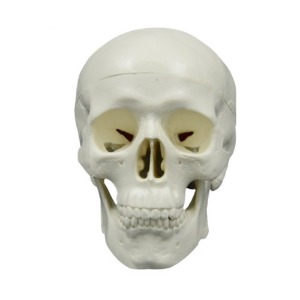 인체 소형 두개골 모형 11cm