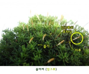 농장 민꽃식물-우산이끼/솔이끼/고사리