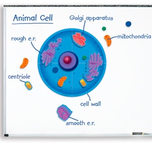 ED 동물 세포 자석 자료 세트
