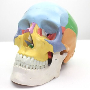 인체 두개골 모형 색칠형