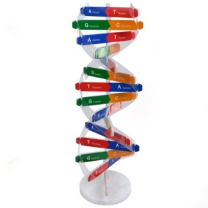 DNA이중나선 입체모형 만들기