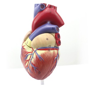 인체 심장 모형 1:1