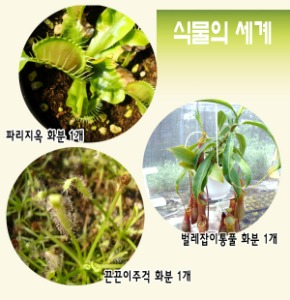 농장 식충식물3종 - 식물의 세계