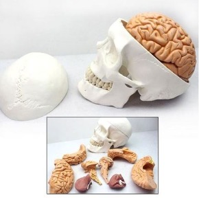 인체 두개골 뇌 모형 8pcs 1:1