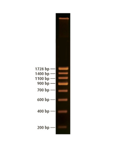 200 bp DNA Ladder For 20 Gels ED756