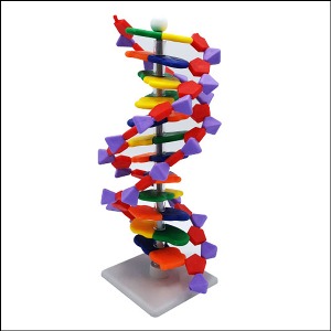 DNA 모형세트 분해조립식 12염기쌍