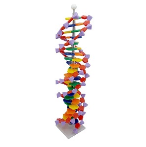 DNA모형세트 분해조립식 22염기쌍
